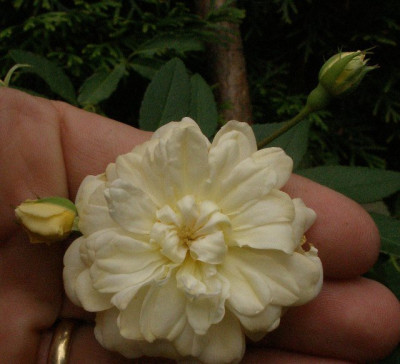 rosa_malvern_hills_bluete_und_knospe_2007-07-07.jpg