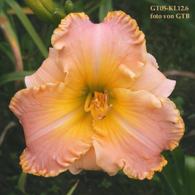 GT05-KL12.6 Ed Brown X GT02-KR21.6 (Chestnut Mountain x All The Magic)#001.jpg