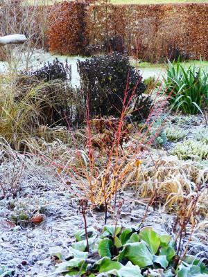 2019-12-13 Cornus 'Midwinter Fire'.jpg