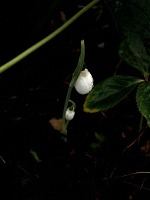 68957908-0085-4D1C-B4CD-5EF52D602BDB.jpeg