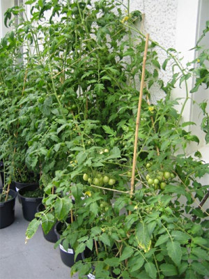 tomaten_8_juli_07.jpg