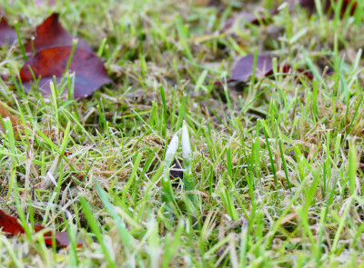 2019-12-15 Galanthus elwesii 1.jpg