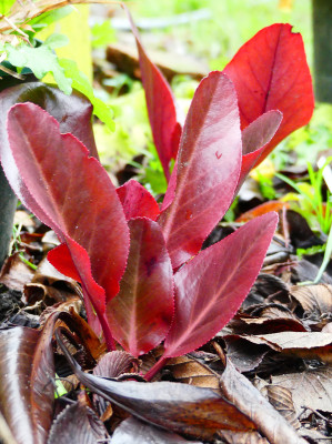 2019-12-15 Bergenia 'Balbithian' 1.jpg
