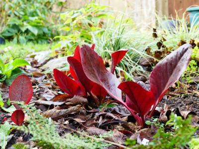 2019-12-15 Bergenia 'Balbithian' 2.jpg