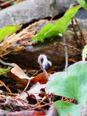2019-12-15 Hepatica 'Avatar' 2.jpg