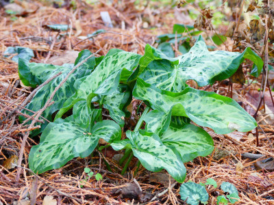 2019-12-15 Arum italicum 'Lady Aron'.jpg