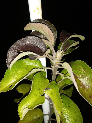 Ananasrenette Durchtrieb Endknospe.jpg