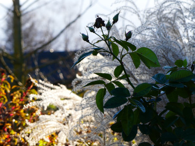 2019-12-15 Gartenimpressionen 1.jpg
