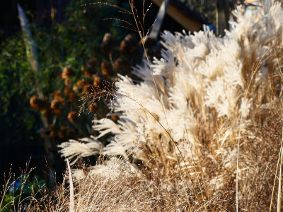 2019-12-15 Gartenimpressionen 2.jpg