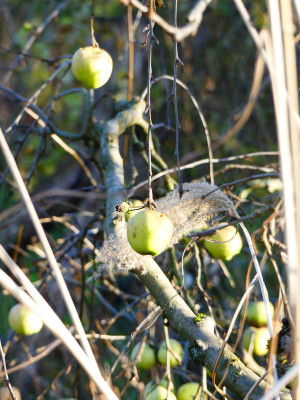 2019-12-15 Gartenimpressionen 7.jpg
