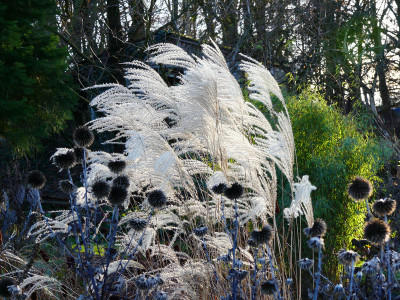 2019-12-15 Miscanthus 'Federweißer' 1.jpg