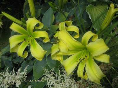 Green Widow_1200bb.jpg