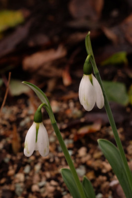 DSCF0716_4335.JPG