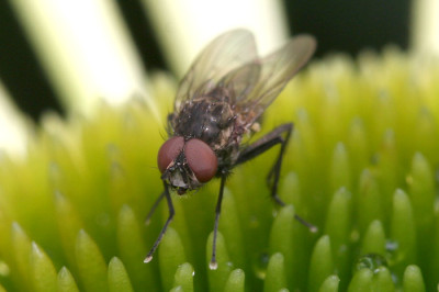 Fliegengewicht-1.jpg