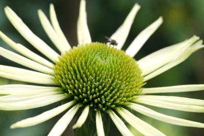 Green-1.jpg