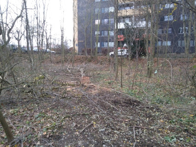 TW Rußrindenkrankheit.jpg