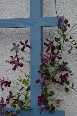 Clematis_flammula-SweetSummerLove.19-1.jpg