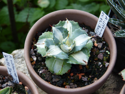 2019-09-01 Agave isthmensis cv. Ohi Raijin Shiro Nakufa.jpg