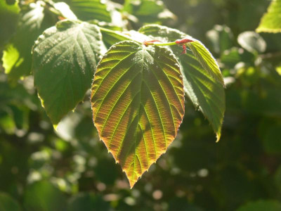 Corylopsis.JPG