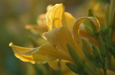 Hemerocallis_x_1_09-07-2007.jpg