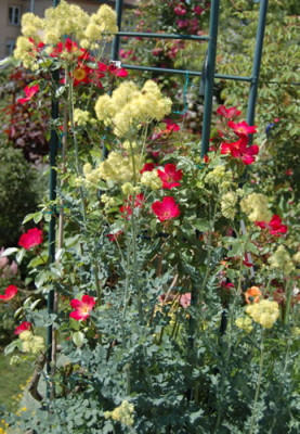 Gelbe_Wiesenraute__Cocktail_X0010__T2_9168.jpg