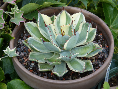 2019-09-01 Agave potatorum Kichijokan.jpg