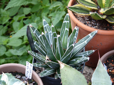 2019-09-01 Agave victoriae - reginae.jpg
