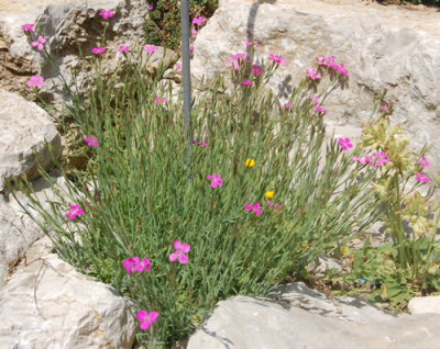 Heide-Nelke_X0010__T_2884.jpg