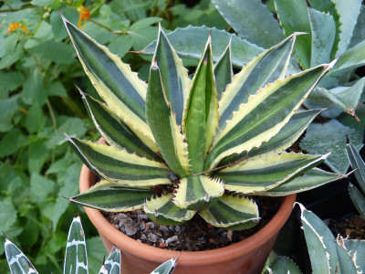 2019-09-01 Agave lophantha 'Quadricolor'.jpg