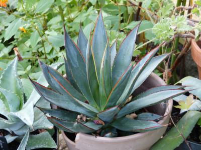 2019-09-01 Agave 'Shaka Zulu.jpg