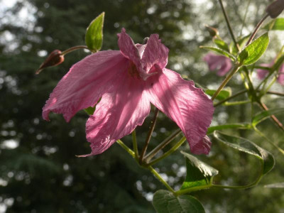 Cl.Alionoushka.JPG
