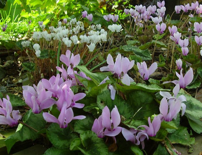Cyclamen odorella1.jpg