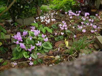 Cyclamen Odorella.jpg