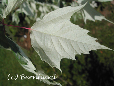 acer_negundo_flamingo.jpg