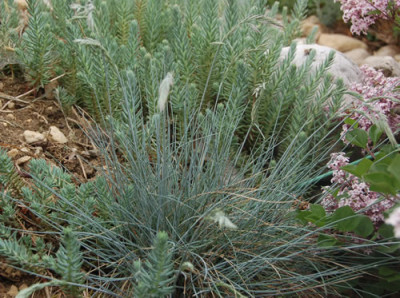 Blauschwingel_X0010__RH_2945.jpg