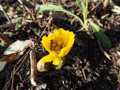 Adonis 20.12.19 ue.JPG