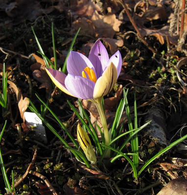 IMG_8423_Crocus_imperati_De_Jager_20Dez2019_.jpg