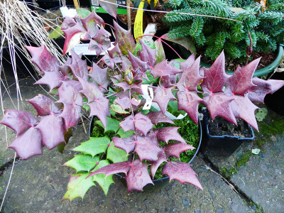 2019-12-20 Mahonia fargesii 1.jpg