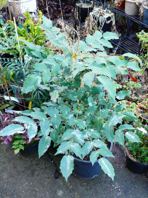 2019-12-20 Mahonia japonica 'Hivernant' 1.jpg