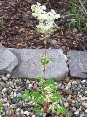 07filipendula_ulmaria_variegata.jpg