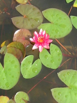 07nymphaea_perrys_baby_red.jpg