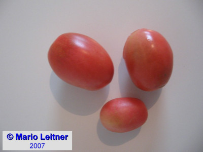 comp_070709_Tschio_Tschio_Sun_Reife_Fruchte.jpg