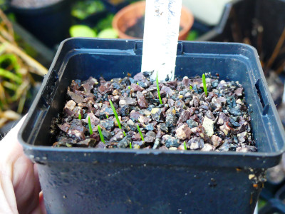 2019-12-21 Galanthus Absaat Seraph.jpg