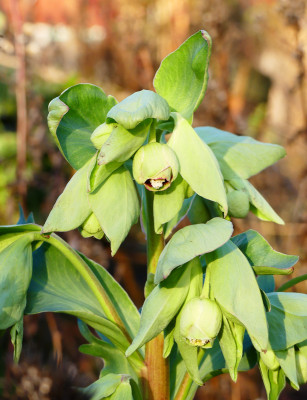 2019-12-21 Helleborus foetidus 1.jpg