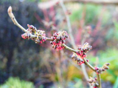2019-12-21 Hamamelis 'Old Copper' 1.jpg