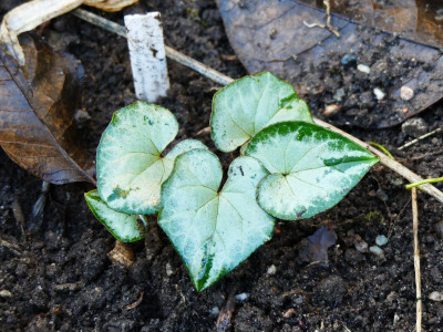 2019-12-21 Cyclamen hederifolium 1.jpg