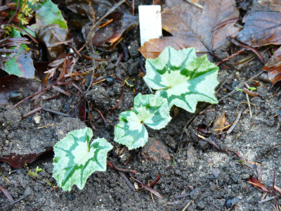 2019-12-21 Cyclamen hederifolium 'no name' white flower.jpg