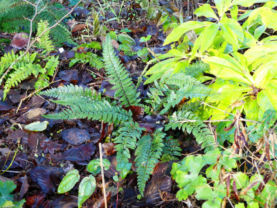 2019-12-21 Farne Polystichum neolobatum 1.jpg