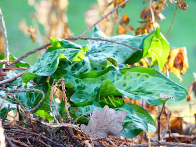 2019-12-21 Gartenimpressionen 3.jpg