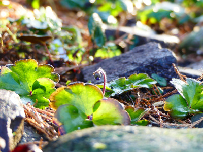 2019-12-21 Gartenimpressionen 2.jpg